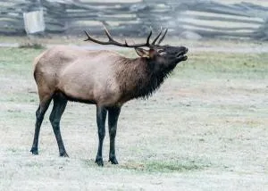 Hibernation Station - Franklin Grove