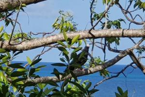 Bellavista - Blue Lizard Studio