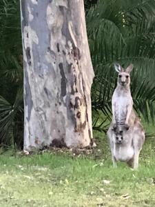 Bronte Lodge, Wine Country Farm Stay Hunter Valley with Games Room, Close to Town