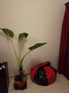 CASA MEA-Casa Mocanu