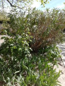 B&B / Chambres d'hotes Chez Fleur : Chambre Double - Vue sur Jardin