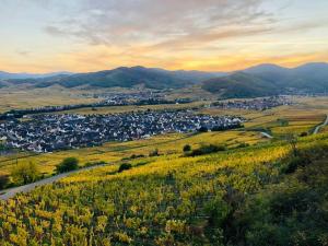 Appartements Un petit ecrin au coeur du vignoble alsacien : photos des chambres