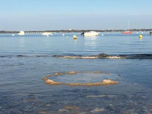 Villas Maison cabane proche ocean/bassin !!! : photos des chambres