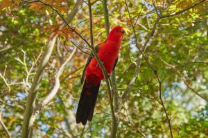 Fernhem Cottages- Love in the Mist
