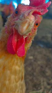 Altes Waschhaus Krakvitz