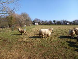 Under the Stars Shepherds Huts at Harbors Lake