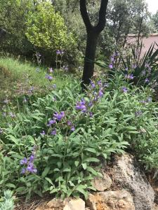 Maisons de vacances Wandern in der gunen Provence : photos des chambres