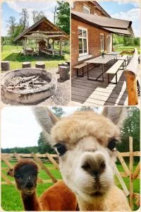 SARNOGRÓD - Agroturystyka z alpakami - Machary