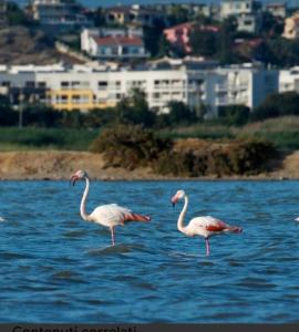 Casa vacanze “Dolce sosta” img51