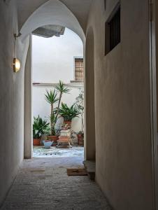 Papavero Piazza Delfino