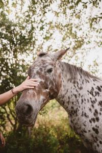 El Rincón - Casa de campo