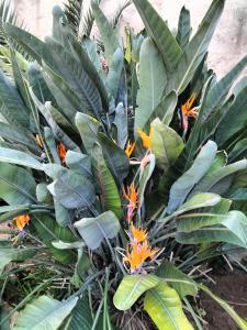 IL GIARDINO DI ANTONELLA