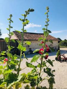 Maisons de vacances Gite Les fauvettes : photos des chambres