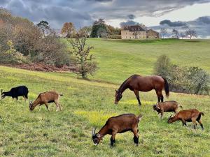 Maisons de vacances Domaine de Cazal - Gite 4 pers avec piscine au coeur de 26 hectares de nature preservee : photos des chambres