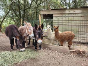 Chalets Domaine Des Cigales : photos des chambres