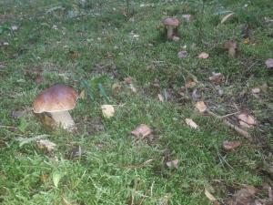 Komfortowy dom wakacyjny dla kilku rodzin