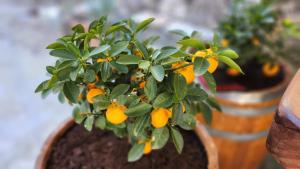 Stamatis Corfu Apartment 2