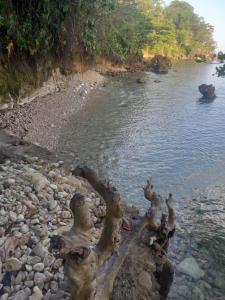 treehouse above the beach
