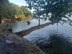 treehouse above the beach