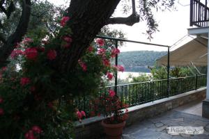 Violetta Studios & Apartments