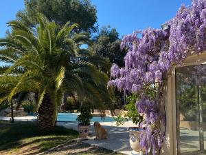 B&B / Chambres d'hotes Santolines en Provence : photos des chambres