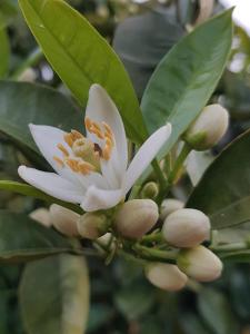 L'AGRUMETO SEGRETO img26