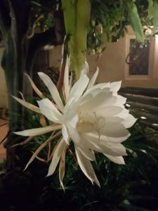 L'AGRUMETO SEGRETO img27