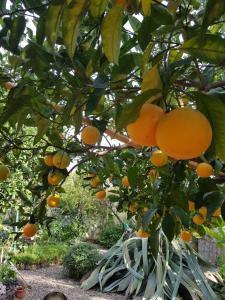 L'AGRUMETO SEGRETO img30