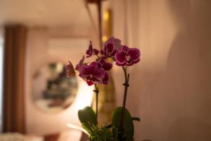 Appartements Studio coeur de ville sanary tres cosy parking : photos des chambres