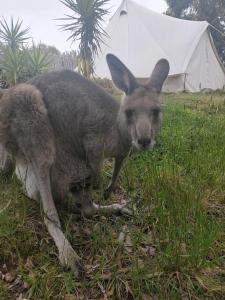Macedon Ranges Glamping with kangaroos - Tent