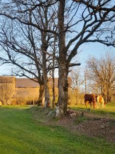 Maisons de vacances Les Gites de Roucayrols : photos des chambres