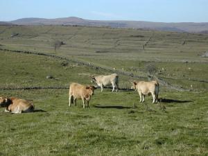 Maisons de vacances Plateau de l'Aubrac : photos des chambres