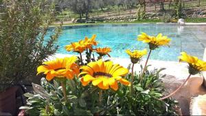 Villa Casaglia 3apartment With Shared Pool