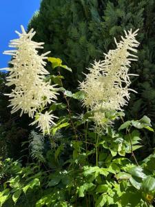 Amsel Appartements - Gemütliches Appartement 10 Minuten zum Strand