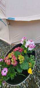 B&B Glamping Bell Tents at The Ring Pub