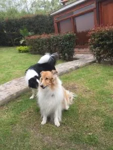 Casa Hotel San Pedro - Robles