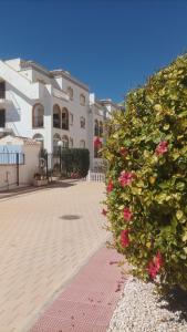 La zenia Molino blanco