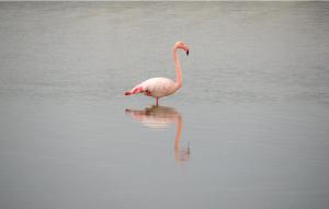 Appartements Vacances en Camargue proche de la mer climatise : photos des chambres