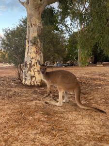 Cosy Cottage in Geraldton - "Moresby Rest"