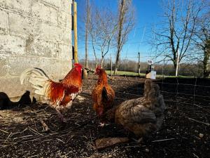 Maisons de vacances Gite Perigourdin la Picherie : photos des chambres