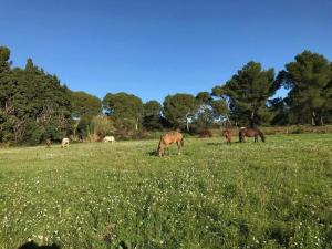 B&B / Chambres d'hotes Domaine Cap Rubis : photos des chambres