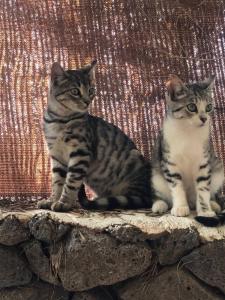 CabanaLanz, Cabañas en Lanzarote