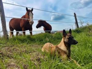 B&B / Chambres d'hotes Farm de Rodeo Gites et chambre d' hotes : photos des chambres