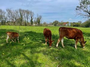 B&B / Chambres d'hotes Farm de Rodeo Gites et chambre d' hotes : photos des chambres