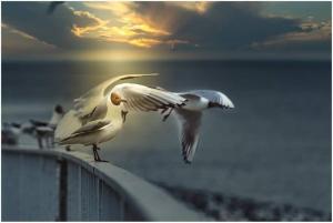 Apartment 1.4 - 3-star hotels in Büsum