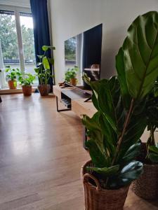 RuhrSuite, 78qm, Nähe Messe, RÜ, Baldeneysee, Zentral, NETFLIX