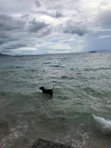 Gertys Tourist Inn powered by Cocotel