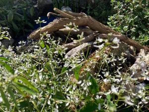 2Bed Cabin w Parking near Snowdonia National Park