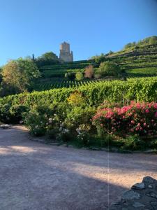 Appartements Studio cosy Kaysersberg centre : photos des chambres