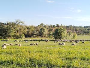 Maisons de vacances Domaine de Pelipa - Mas dans les Cevennes pour 18 personnes : photos des chambres